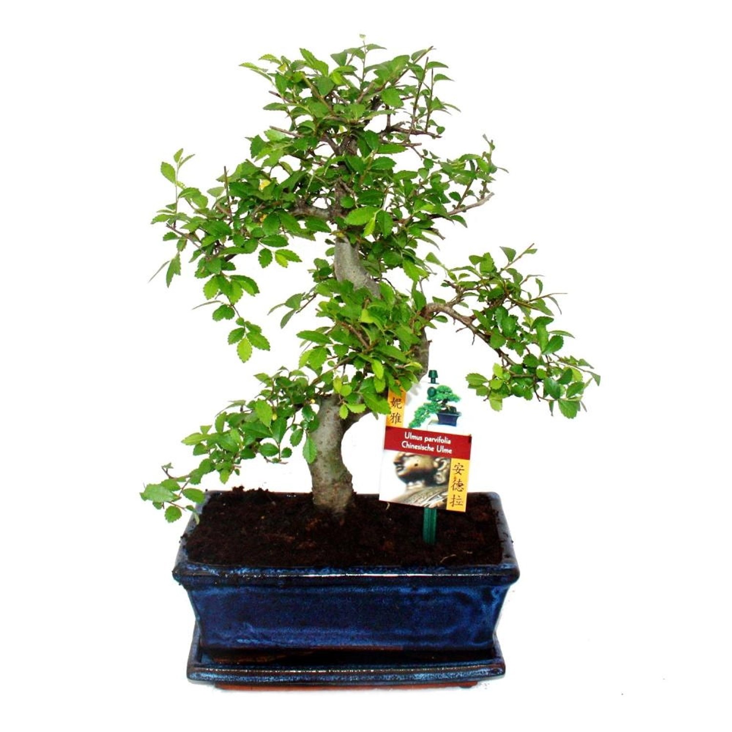 Exotenherz Bonsai Chinesische Ulme Ulmus Parviflora ca. 8 Jahre