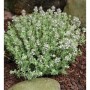 Gewürz Thymian - großer Topf - Thymus vulgaris