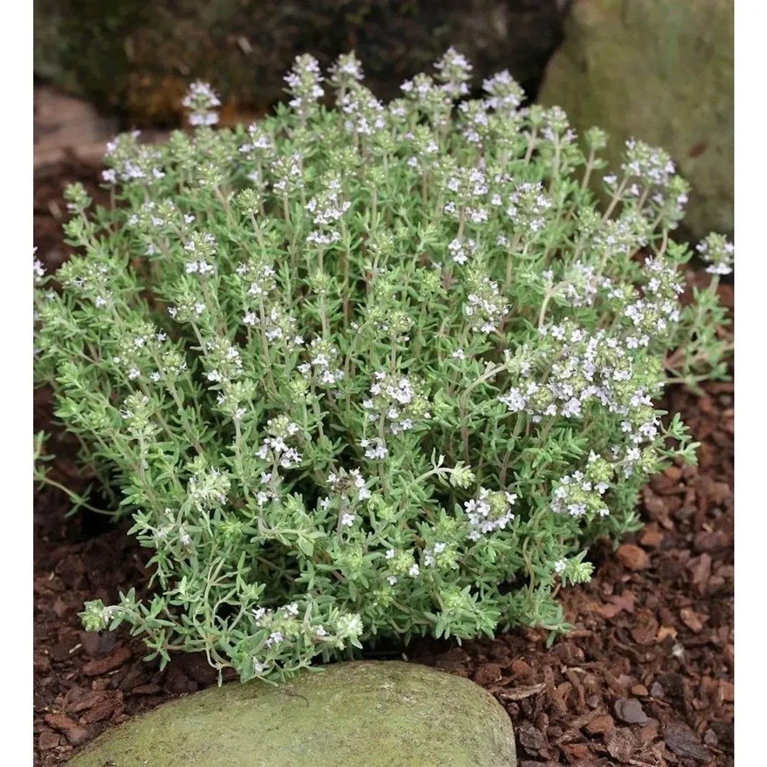 Gewürz Thymian - großer Topf - Thymus vulgaris