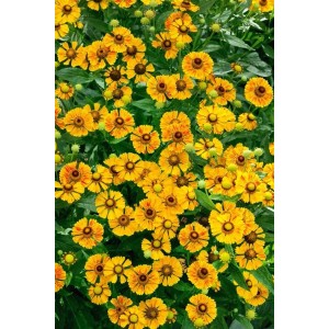 Orange-gelbe Sonnenbraut 'Rauchtopas' (Helenium) im 11x11 cm Topf.