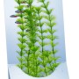 Tetra DecoArt Plant L Ambulia, naturgetreue Kunstpflanze für Aquarien.