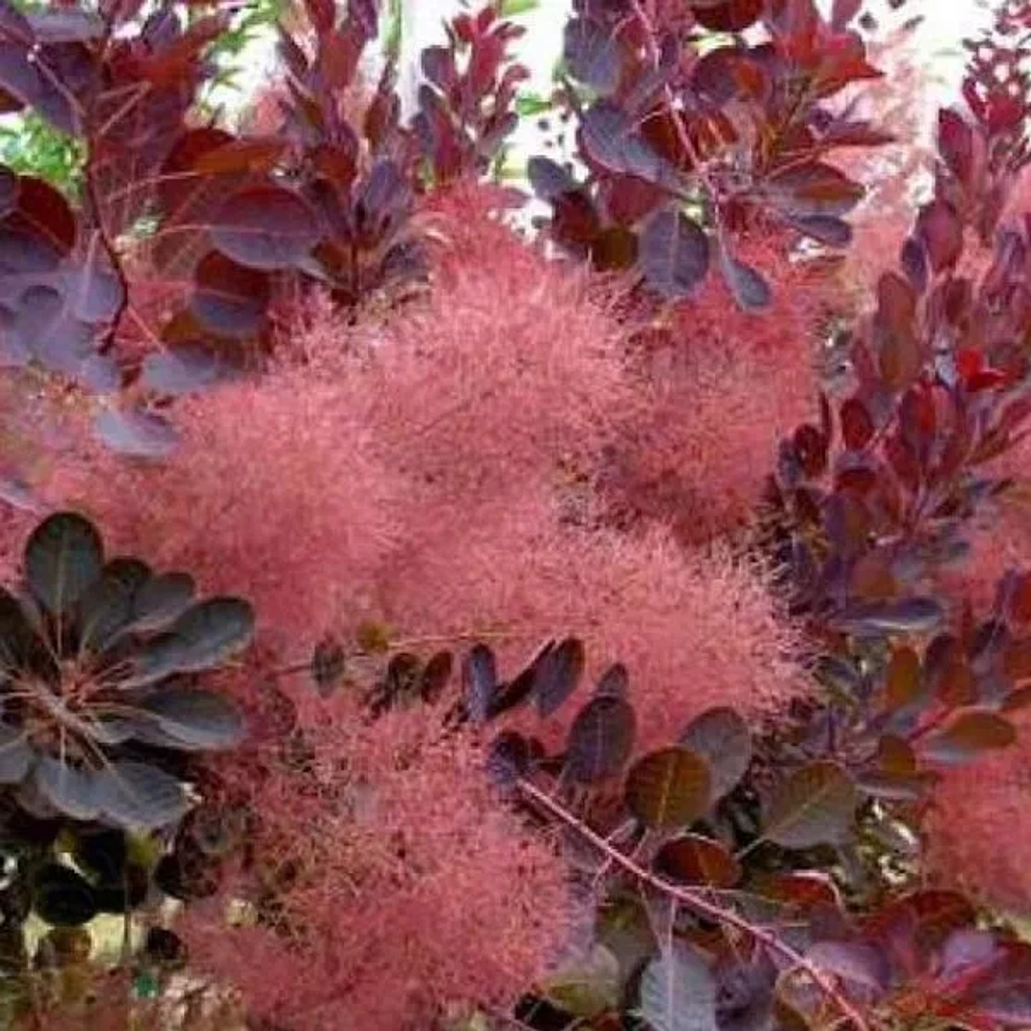 arborix Perückenstrauch 'Royal Purple' Cotinus Coggygria 40 Bis 60 Cm Im Container Dunkelrotes Laub