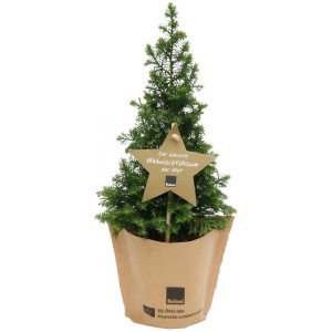 Blu Bio Weihnachtsbäumchen 'Top Point' im Topf mit Papiercover und Stern-Etikett.
