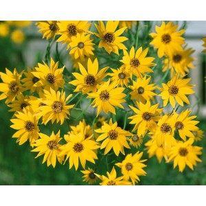 Gelbe Weidenblättrige Sonnenblume 'Table Mountain' im Topf, eine bienenfreundliche Staude für sonnige Standorte.