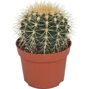 Goldkugelkaktus (Echinocactus grusonii) im braunen Topf, ca. 12 cm Durchmesser.