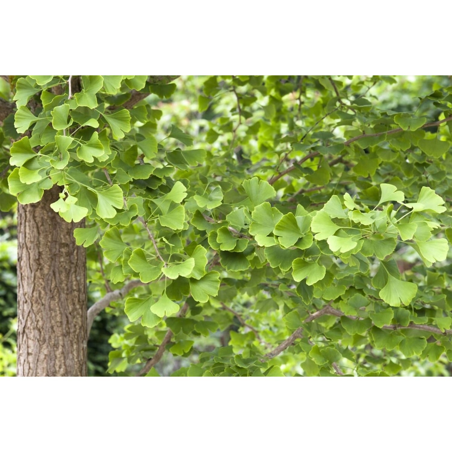 Ginkgo Biloba Fächerblattbaum 60–80 cm günstig online kaufen