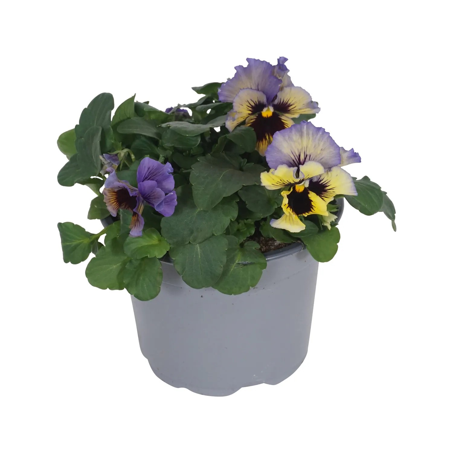 GROW by OBI Stiefmütterchen "Orchid" TopfØ ca. 13 cm Viola