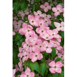 Nahaufnahme: Rosa Blüten des Japanischen Blumen-Hartriegels Cornus Kousa Satomi Compact.