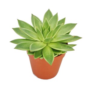 Grüne Exotenherz Echeveria Agavoides Sukkulente im braunen 12cm Topf.