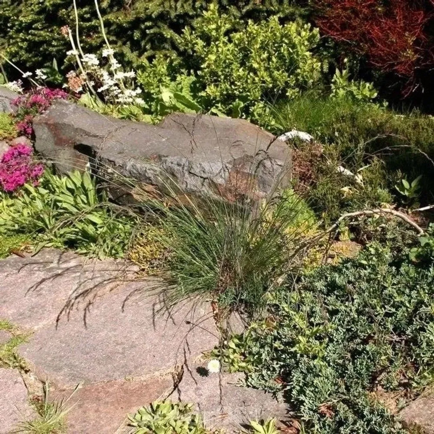 Regenbogenschwingel Red Point - großer Topf - Festuca amethystina