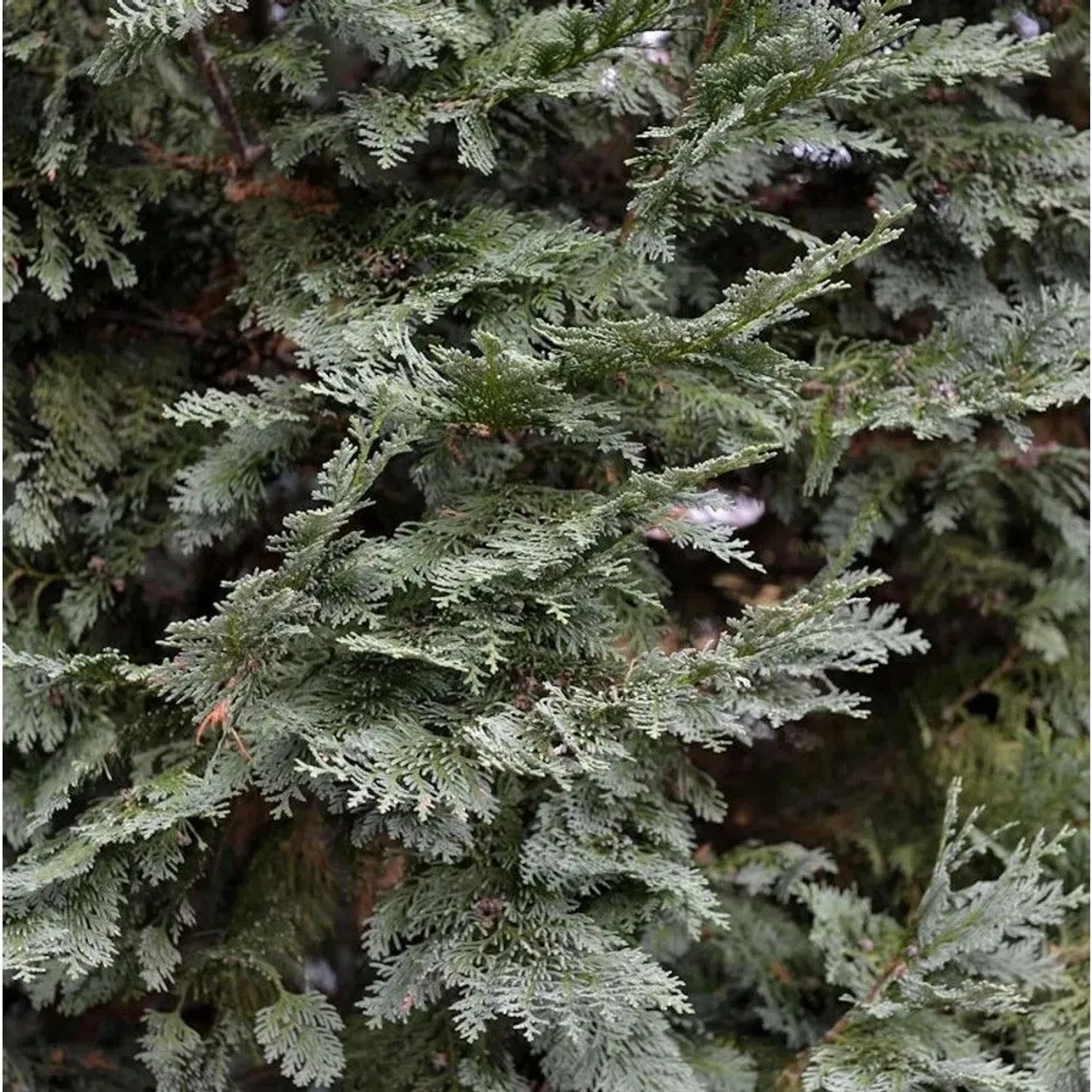 Gartenzypresse White Spot 30-40cm - Chamaecyparis,awsoniana