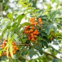Nahaufnahme: Säulen-Eberesche mit grünen Blättern und orangefarbenen Beeren.