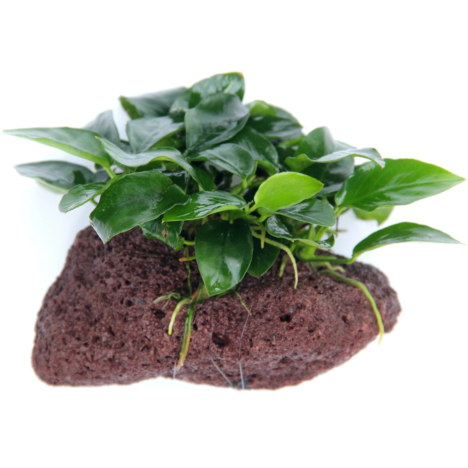 Dennerle Plants Aquariumpflanze Anubias Barteri Var. Nana auf Stein