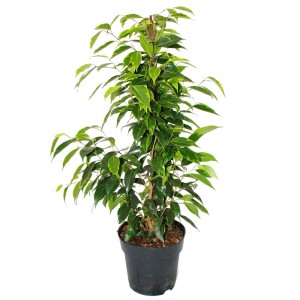 Exotenherz Ficus Benjamini Anastasia im 17cm Topf, Zimmerpflanze mit marmorierten Blättern.