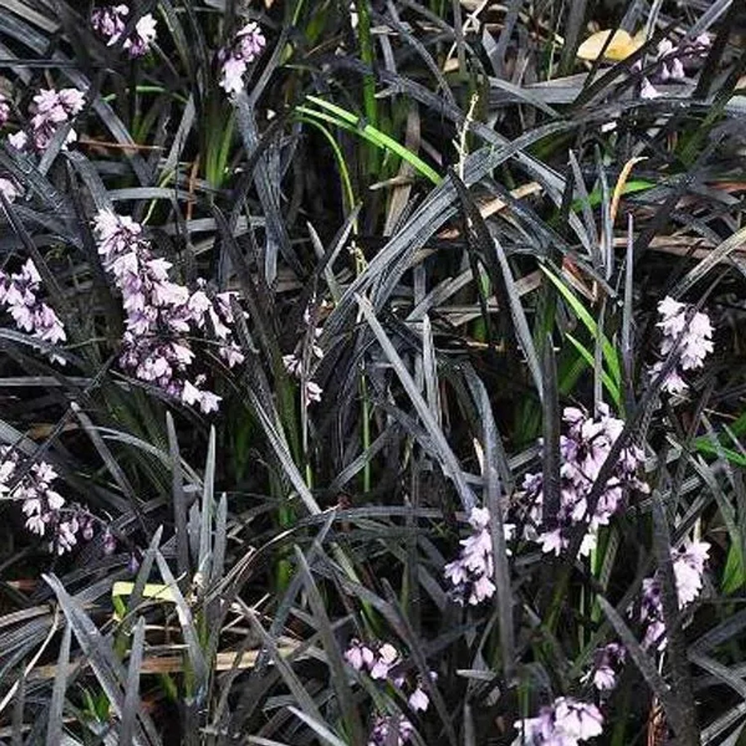 6 x Schlangenbart 'Niger' Ophiopogon planiscapus Topf 9cm Dunkles Laub