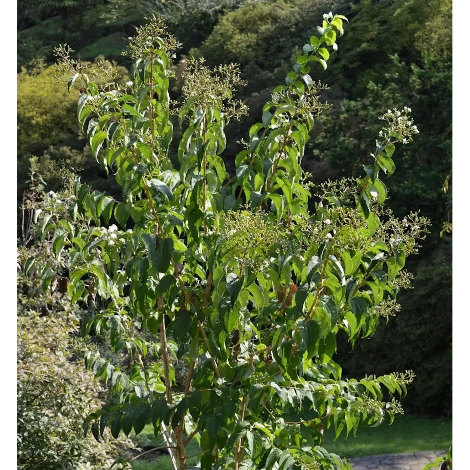 Sieben Söhne des Himmels Tianshan Minhep 60-80cm - Heptacodium miconioides