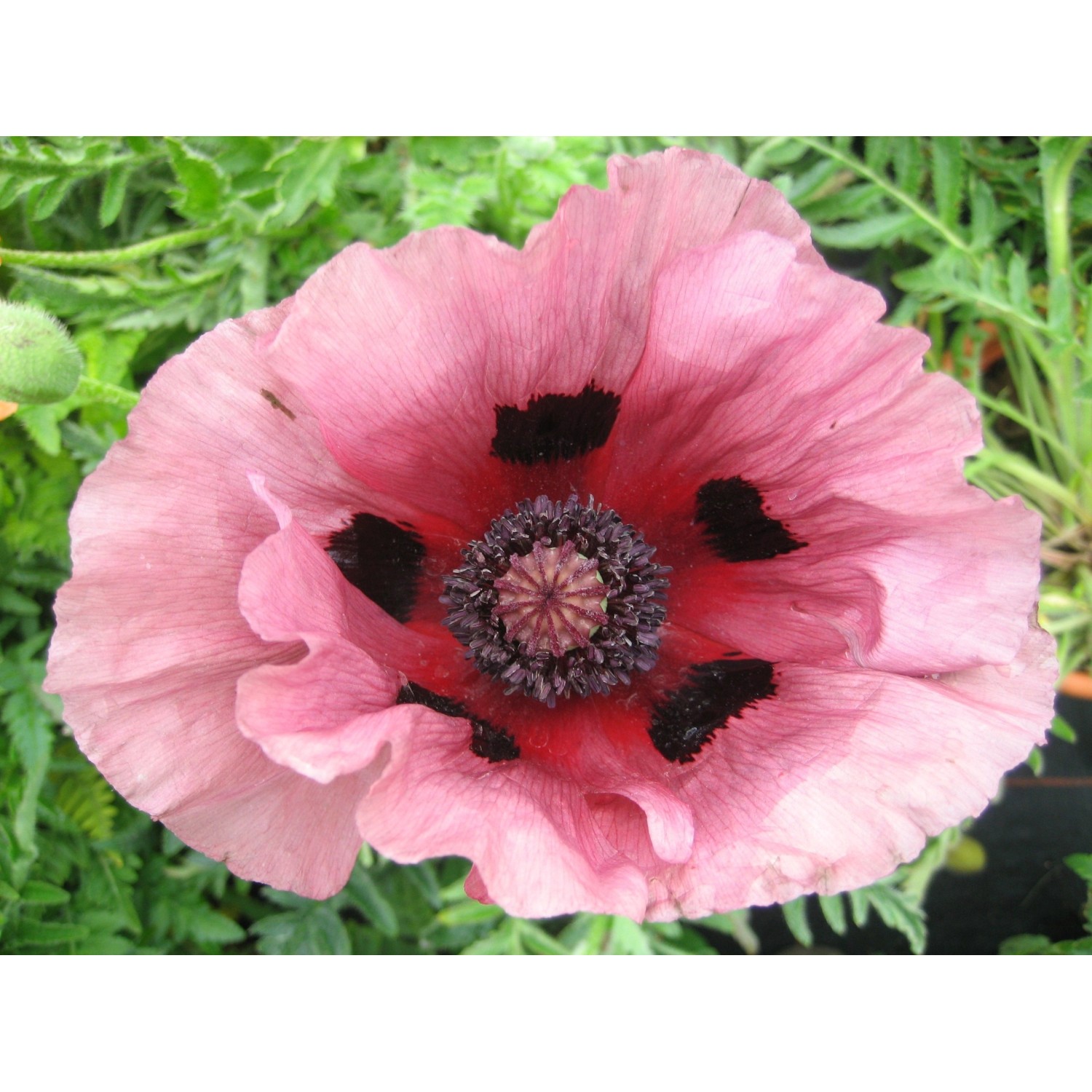 Nahaufnahme einer rosa Orientalischer Mohn (Papaver) "Helen Elisabeth" mit dunklen Flecken.