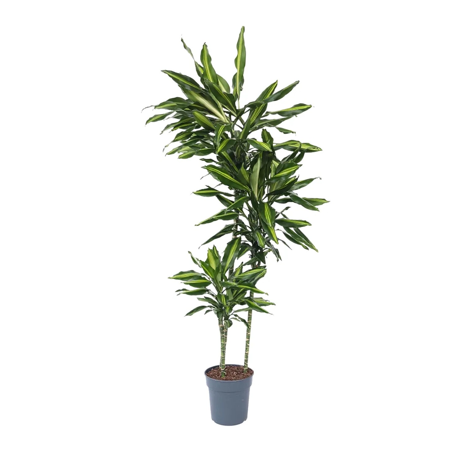 Plant In A Box Drachenbaum  Dracaena Fragrans 'Cintho' Höhe 140cm Ø24 Grün