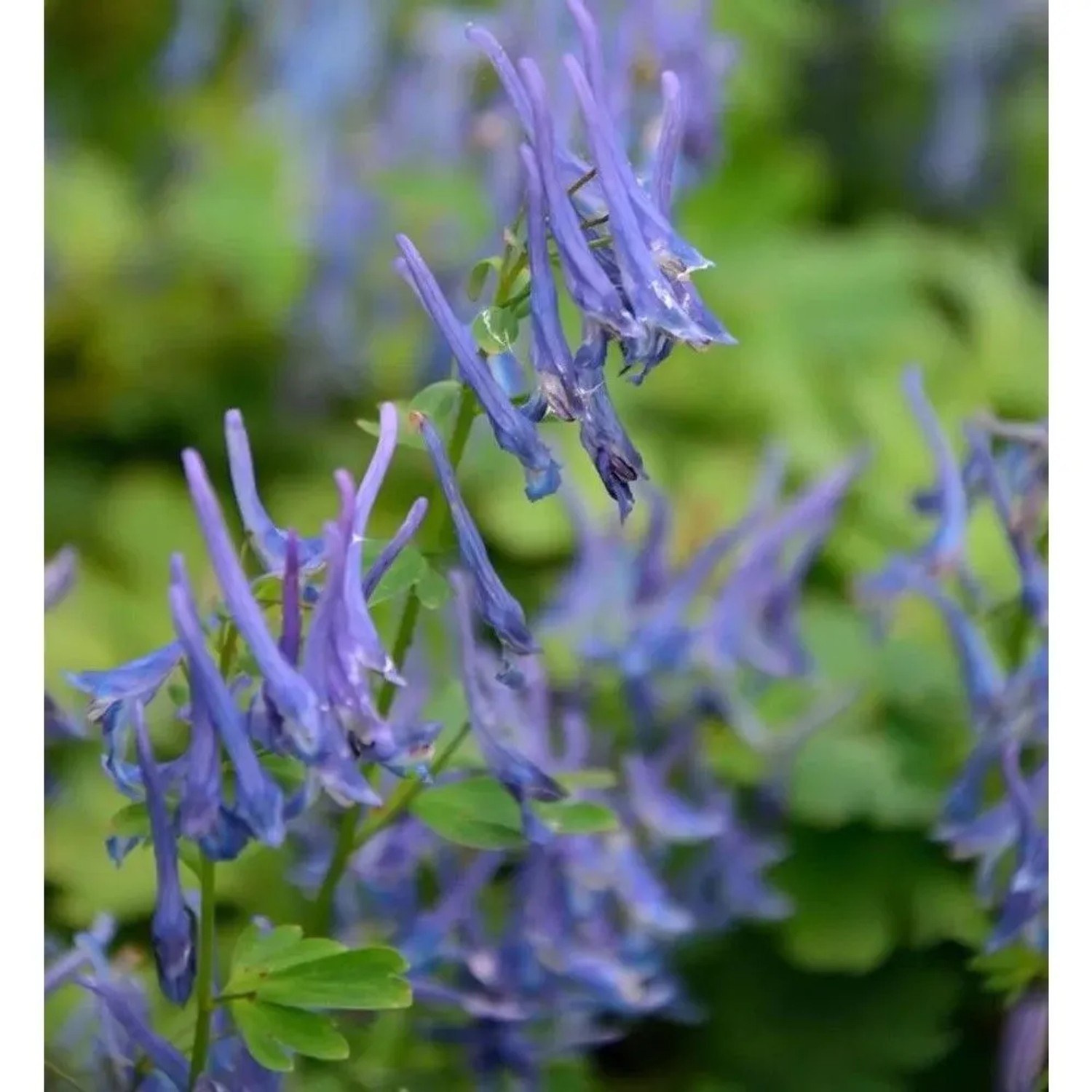 Gebogener Lerchensporn Blue Heron - Corydalis