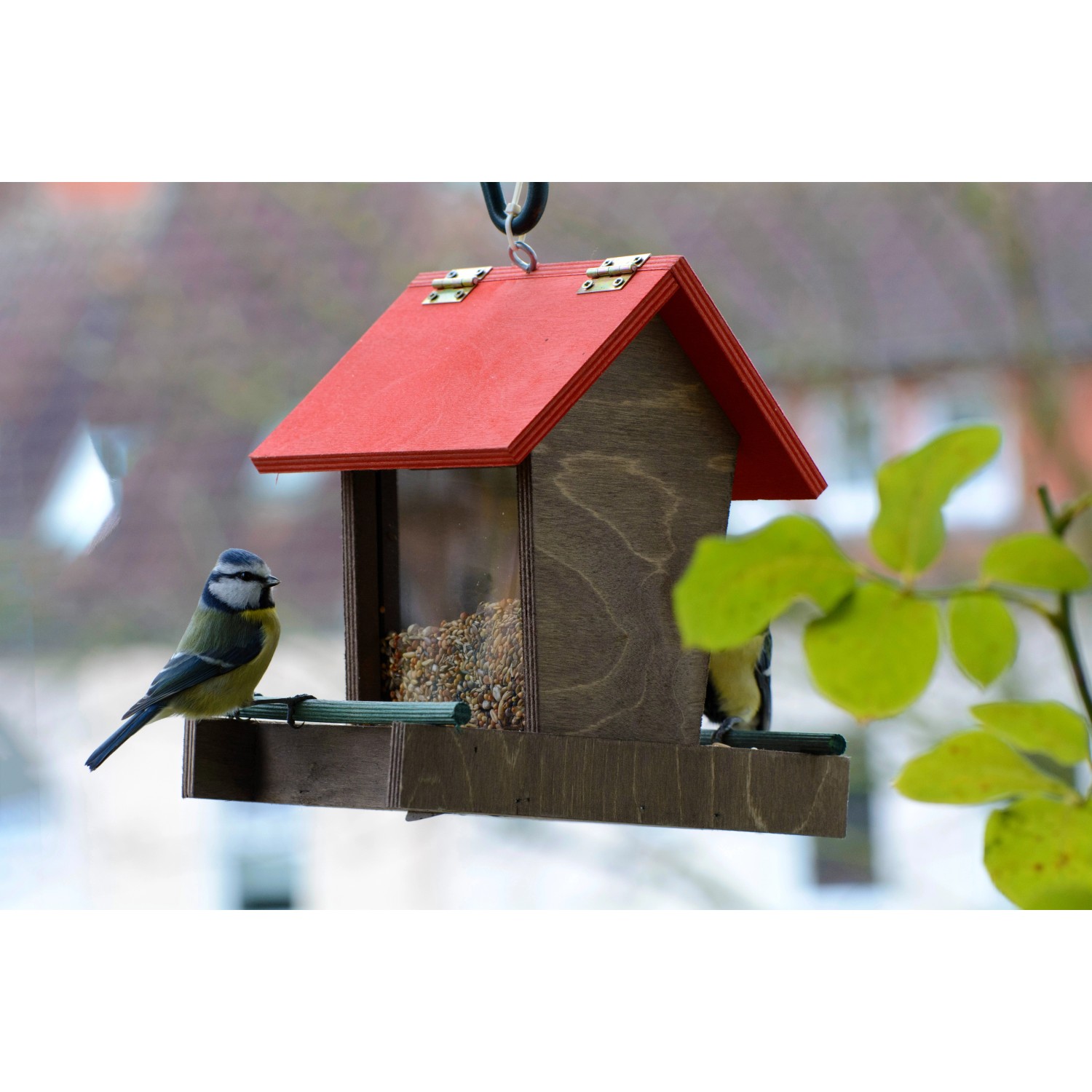 Braun-rotes Dobar Vogelhaus mit Acrylglas-Silo und Blaumeise beim Fressen.