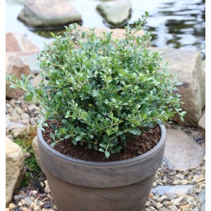 Niedriger Bergilex (Ilex crenata) im Topf, kompakter Strauch mit grünen Blättern.