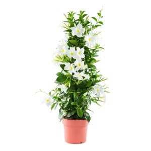 Dipladenie Pyramide im Topf, weiße Blüten, grüne Blätter. Blühende Kübelpflanze für sonnige Standorte.