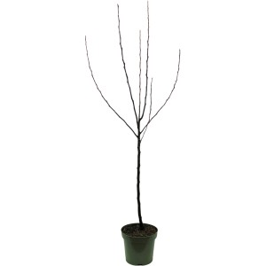 Bio Apfelbaum Golden Delicious im Topf (ca. 7 l) ohne Blätter.