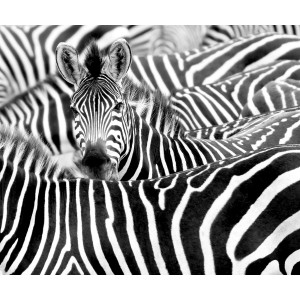 Schwarz-weiße Fototapete mit Zebra-Motiv der Serie African Queen III von Rasch.