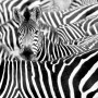 Schwarz-weiße Fototapete mit Zebra-Motiv der Serie African Queen III von Rasch.