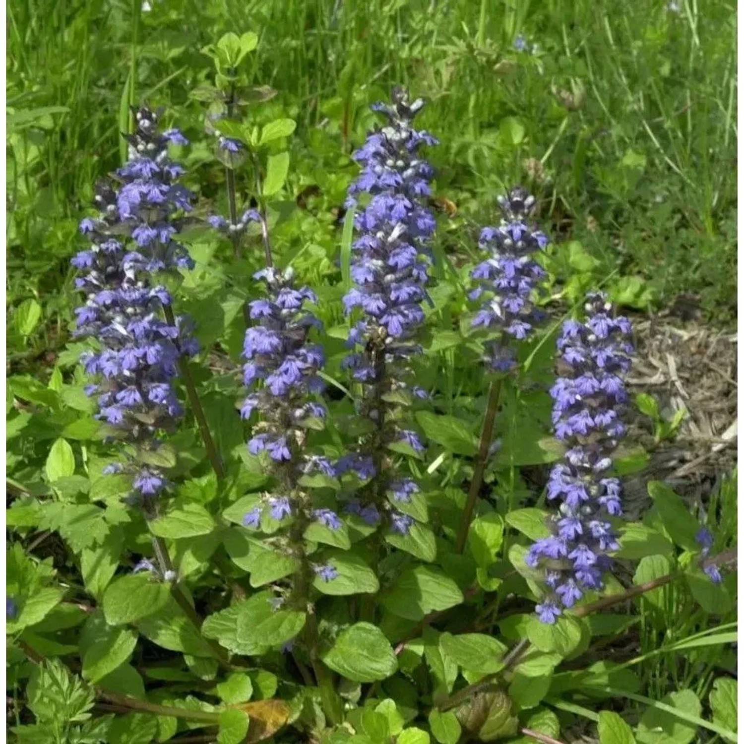 Günsel blau - Ajuga reptans