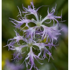 Nahaufnahme der zarten, lila Blüten der Prachtnelke (Dianthus superbus).