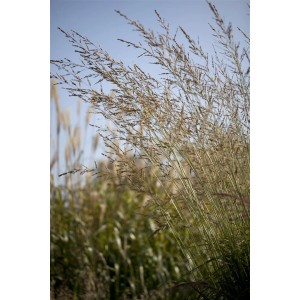 Detailaufnahme von Molinia Windspiel Pfeifengras im Topf, elegante Halme und Blütenrispen.