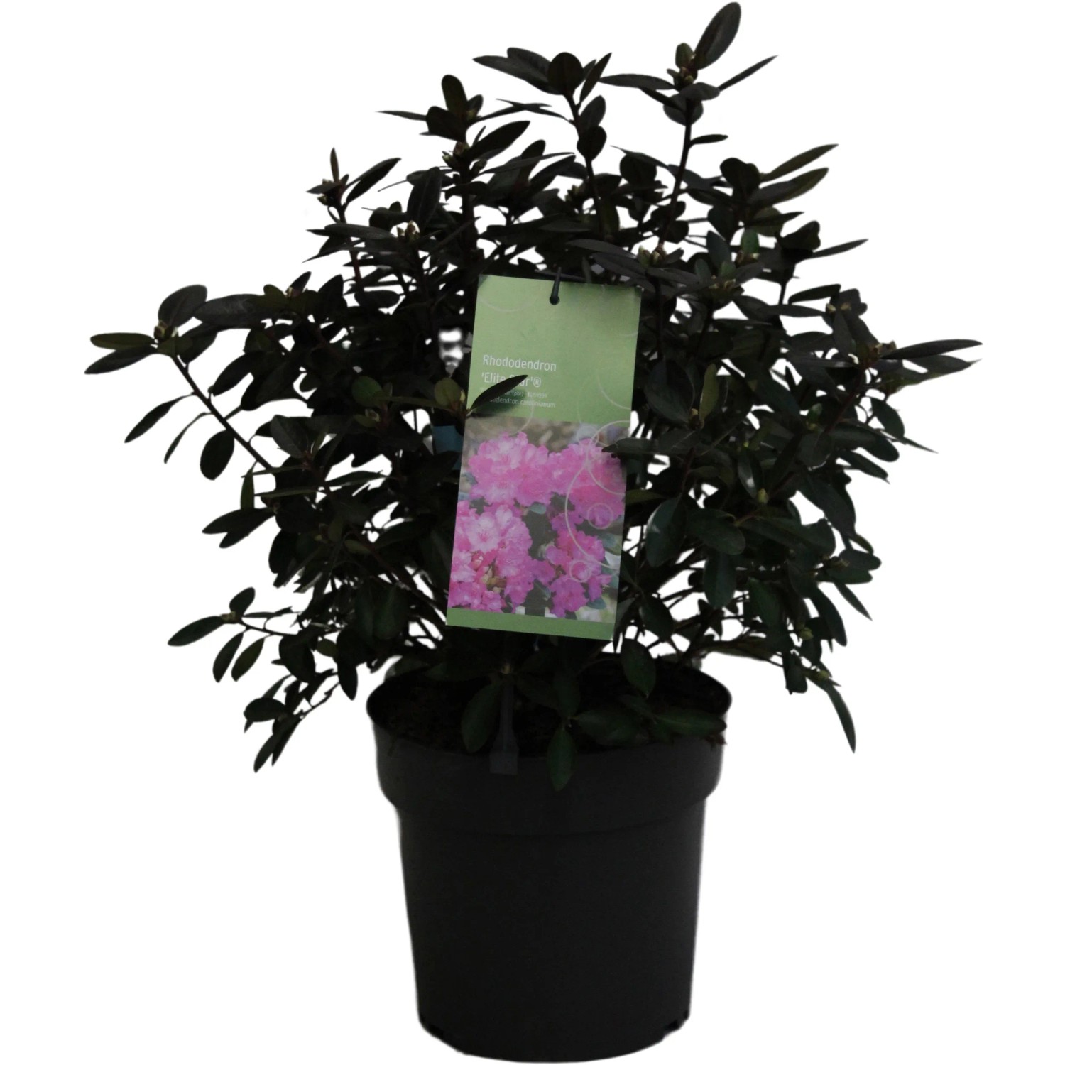 GROW by OBI Rhododendron Elite Star 20-40 cm 6 l Topf kaufen bei OBI