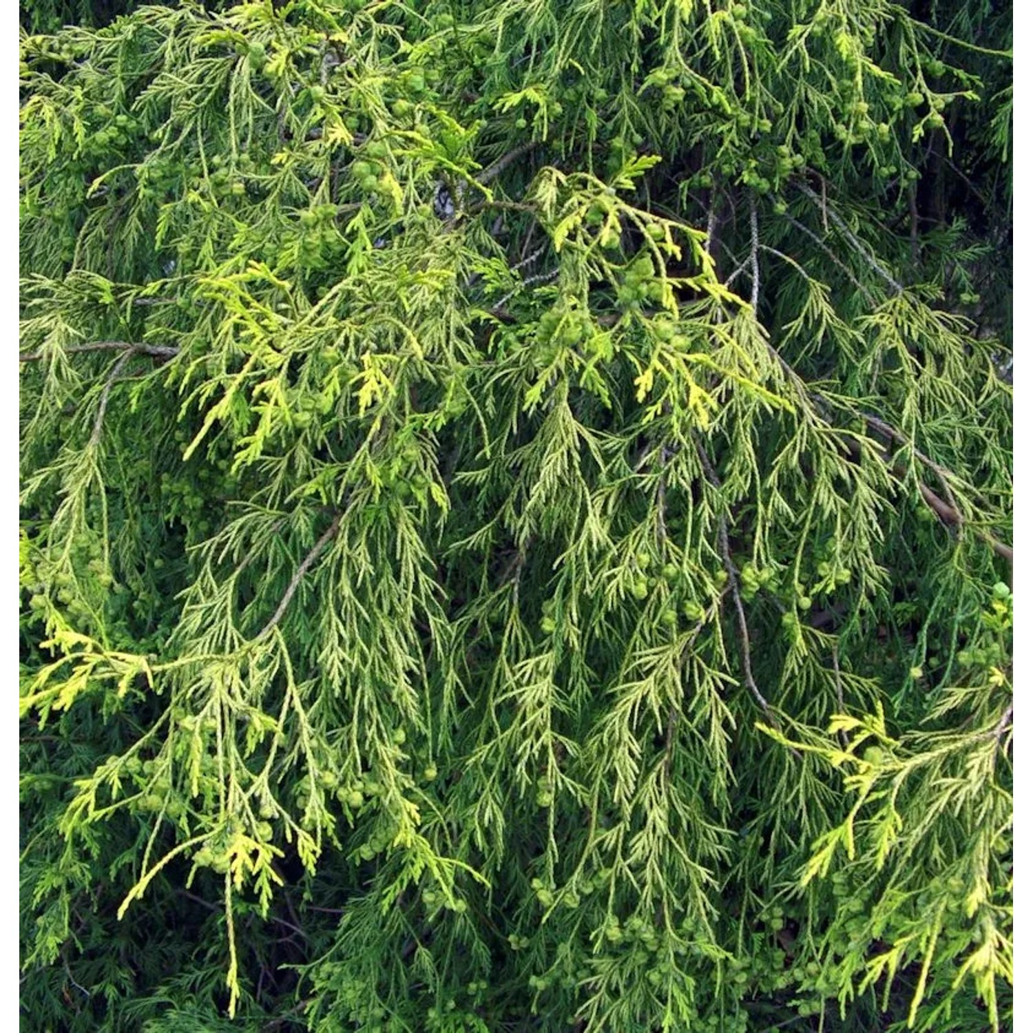 Gelbe Zwerg Faden Zypresse Golden Mop 25-30cm - Chamaecyparis pisifera