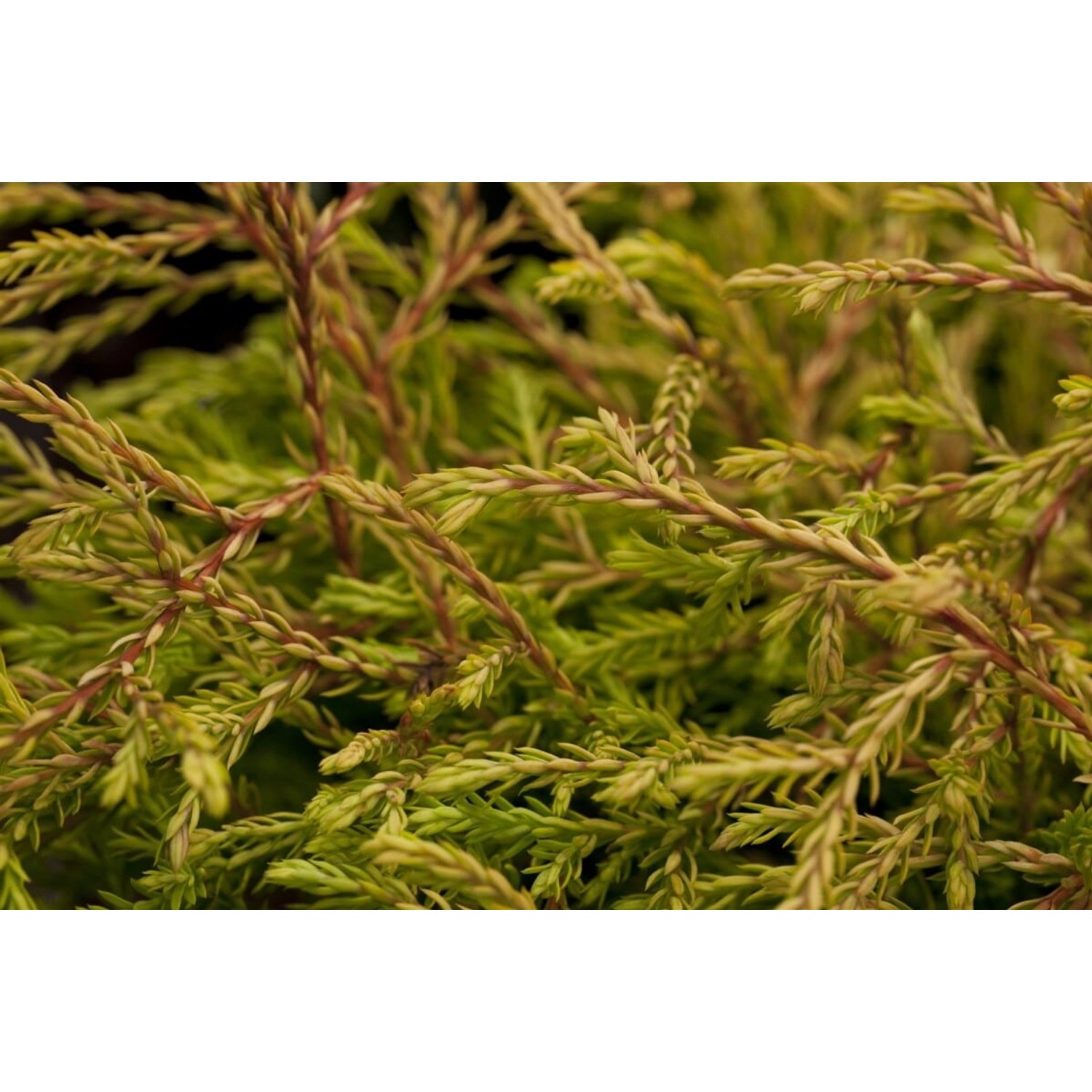 Thuja occidentalis 'Golden Tuffet' 20-25 cm günstig online kaufen