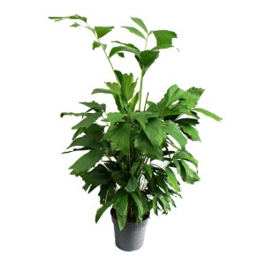 Fischschwanzpalme Caryota Mitis, ca. 120cm hoch, im Topf. Exotische Zimmerpflanze mit fächerartigen Blättern.