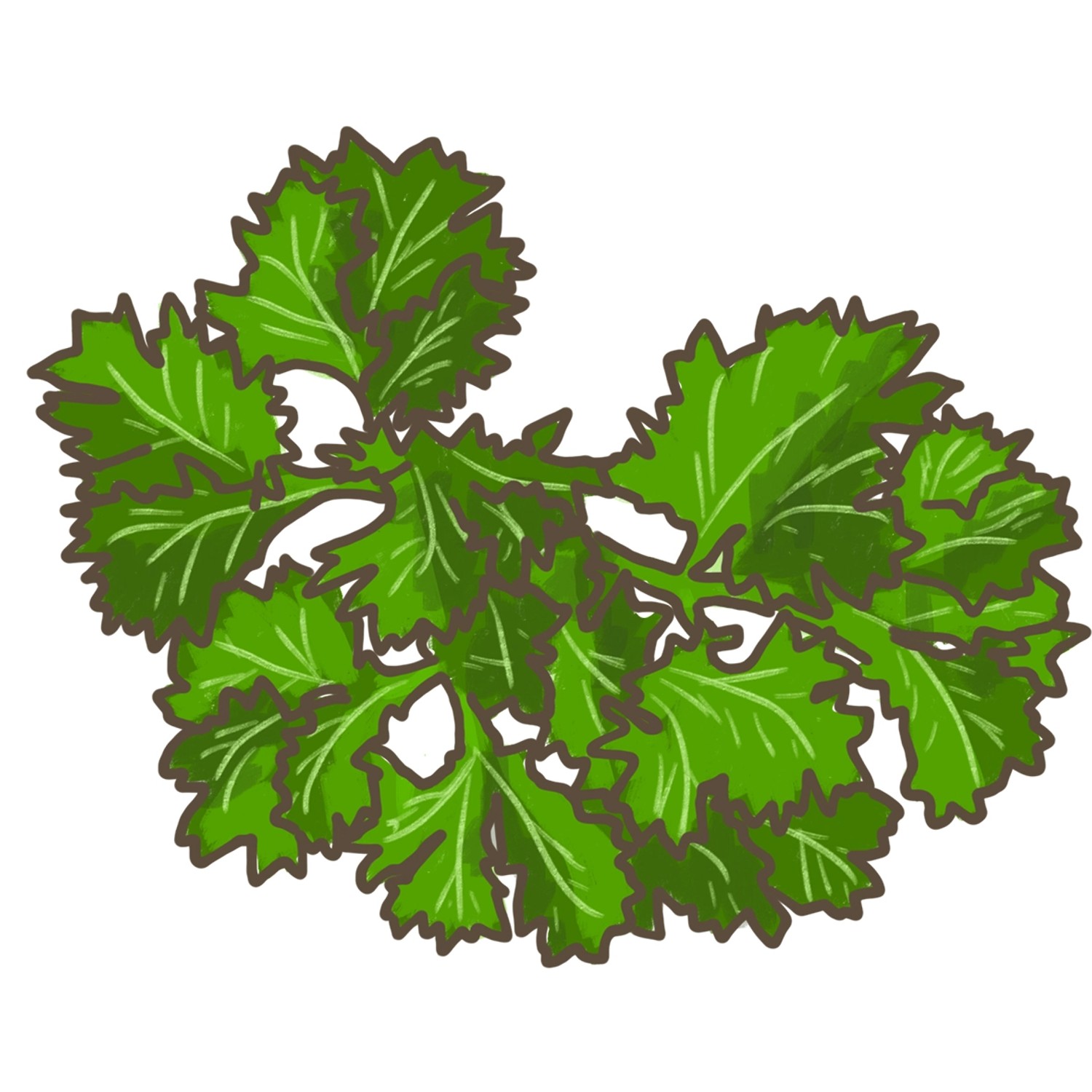 Frische, grüne, krause Bio-Petersilie im Topf (ca. 12cm). Ideal zum Würzen und Dekorieren von Speisen.