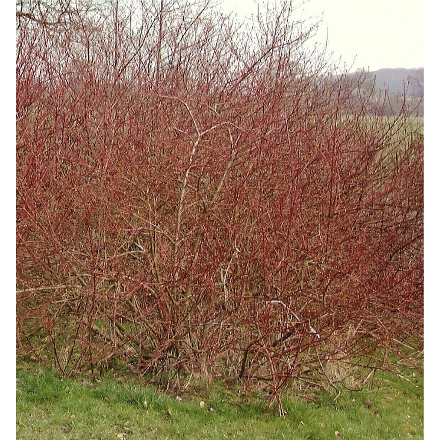 Weißbunter Sibirischer Hartriegel 100-125cm - Cornus alba günstig online kaufen