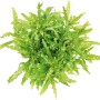 Dennerle Plants Pogostemon Helferi Aquariumpflanze, grüne Vordergrundpflanze mit gewellten Blättern.