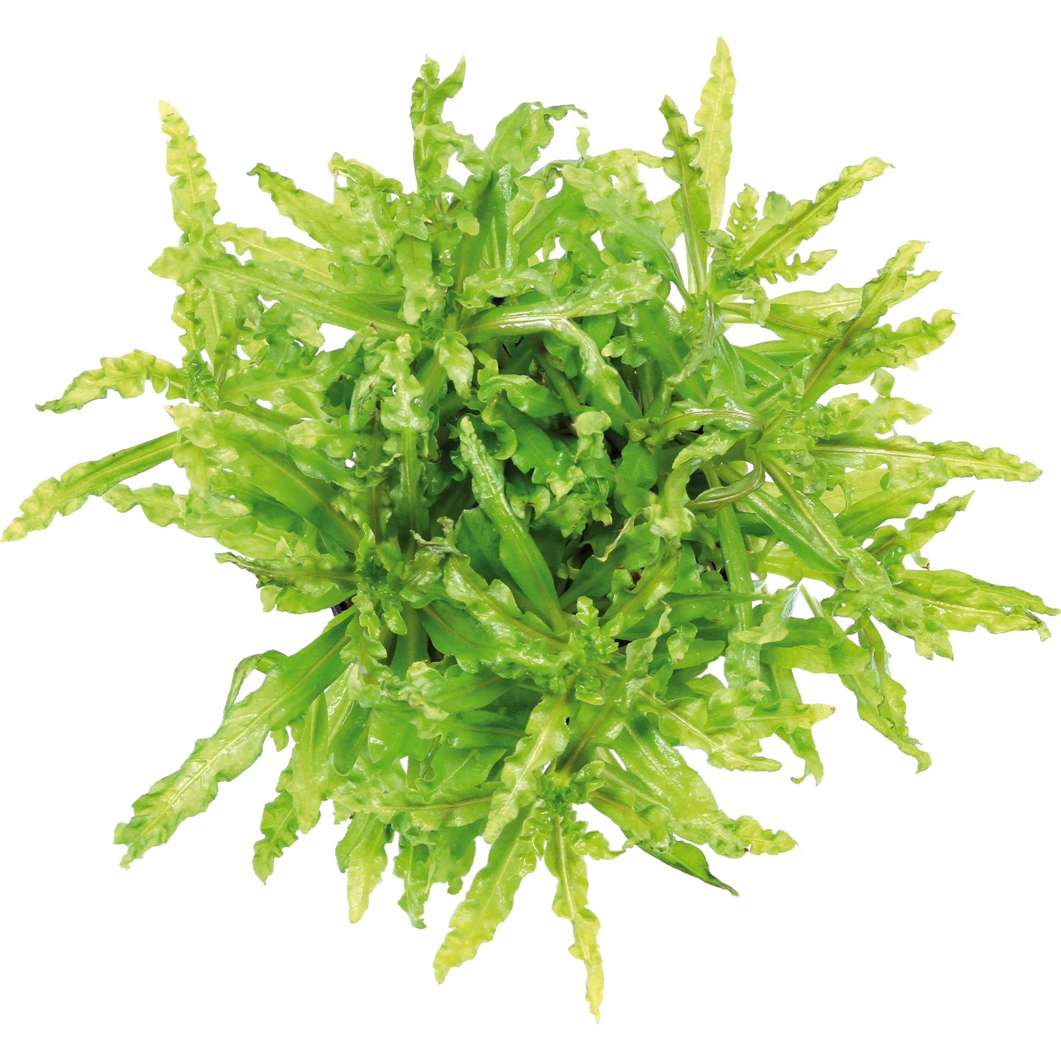 Dennerle Plants Aquariumpflanze Pogostemon Helferi