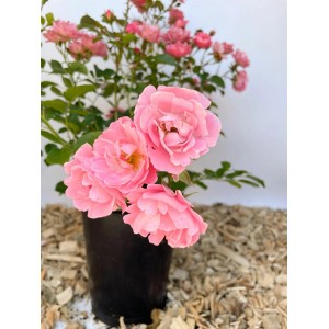 Rosa Bodendeckerrose Sommerwind im Topf mit rosa Blüten.