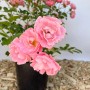 Rosa Bodendeckerrose Sommerwind im Topf mit rosa Blüten.
