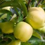 Nahaufnahme von goldgelben Golden Delicious Äpfeln am Baum.