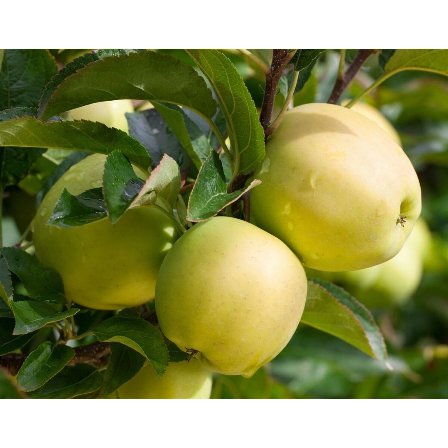 Malus Golden Delicious Apfelbaum CAC 150-200 cm günstig online kaufen