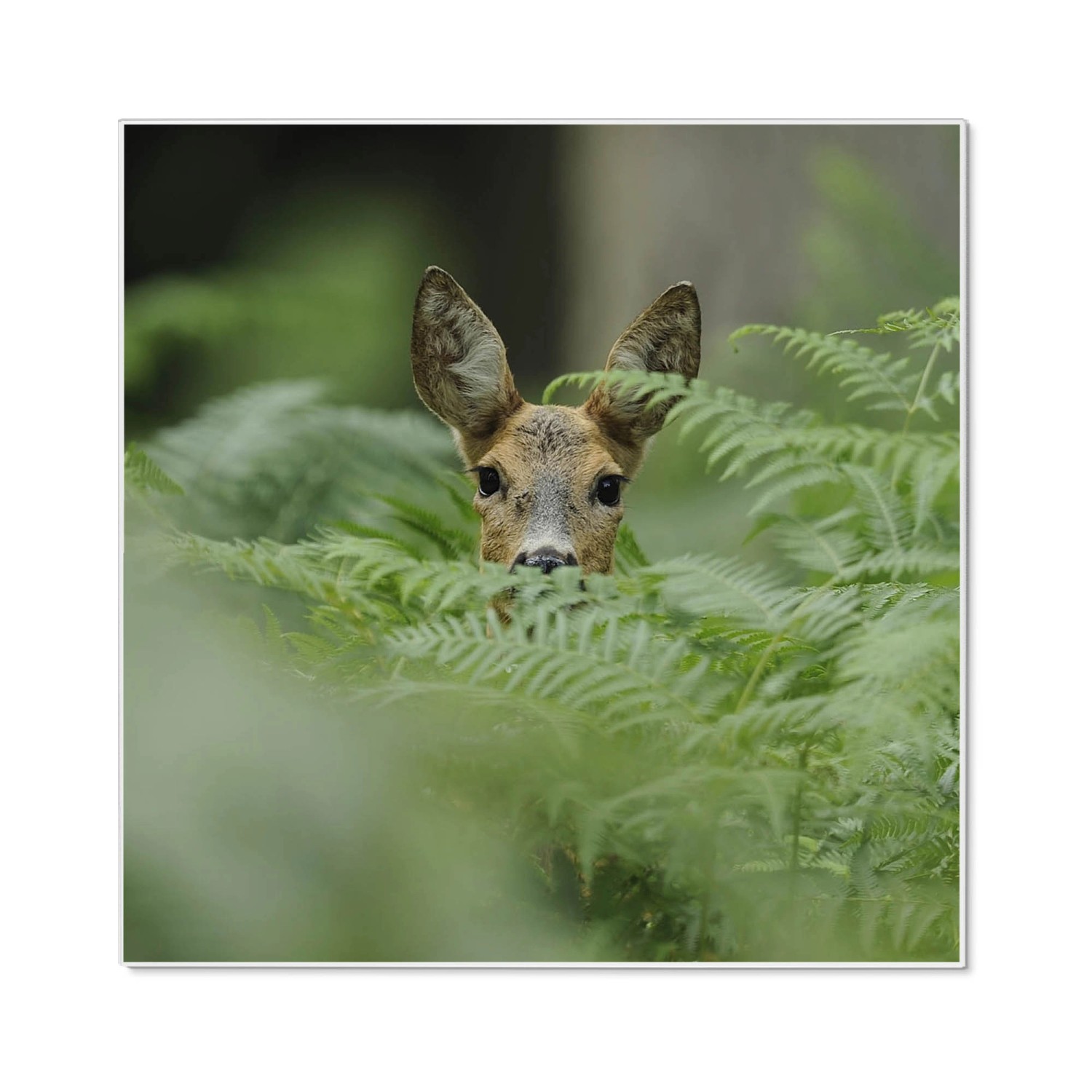 Weiße Magnettafel 50x50 cm mit Reh-Motiv als Wanddekoration.
