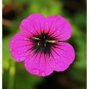 Nahaufnahme einer leuchtend magenta Schwarzäugiger Storchschnabel 'Ann Folkard' Blüte mit Wassertropfen.