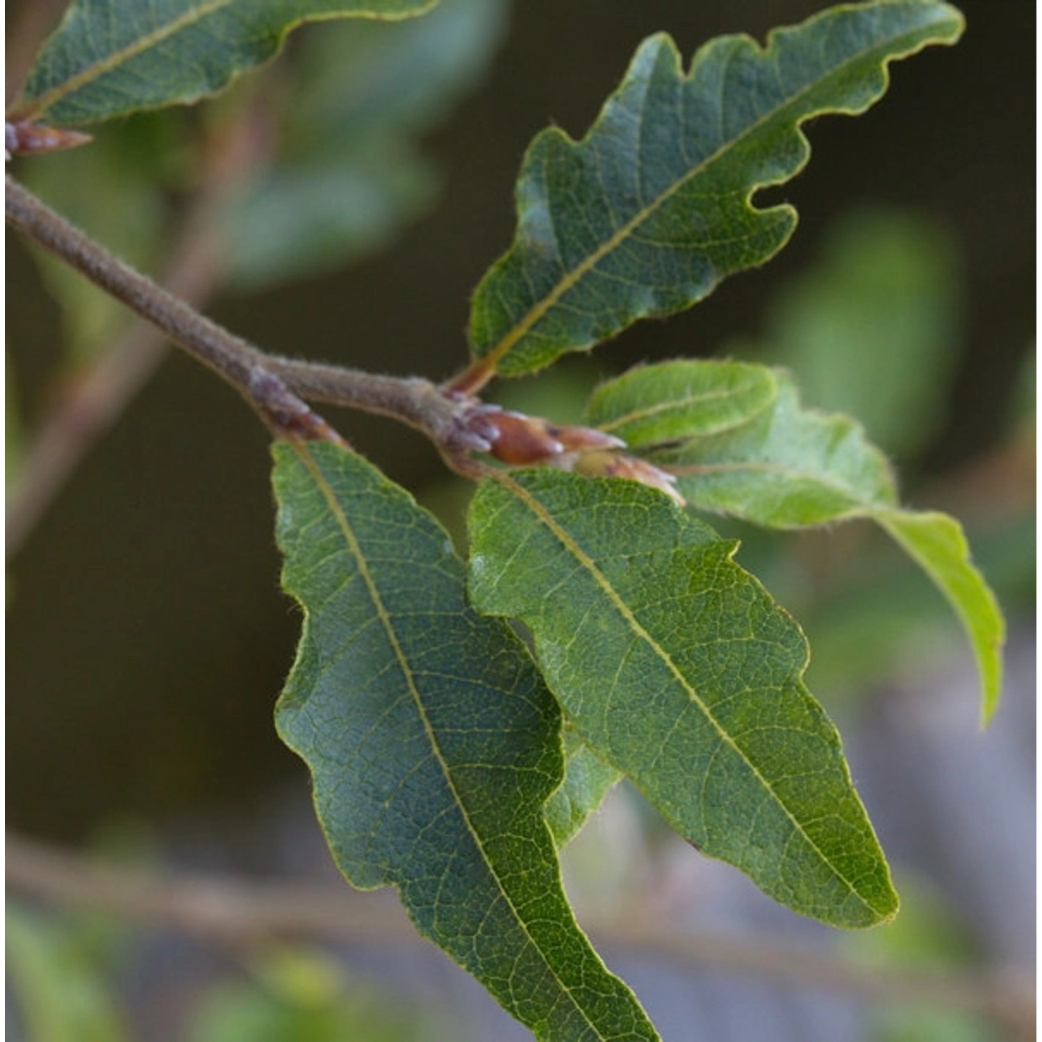 Kleine farnblättrige Buche Sandrode 40-50cm - Fagus sylvatica günstig online kaufen