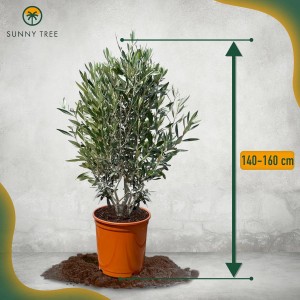 Immergrüner Olivenbaum Olea Europaea im Topf, ca. 140-160 cm hoch.