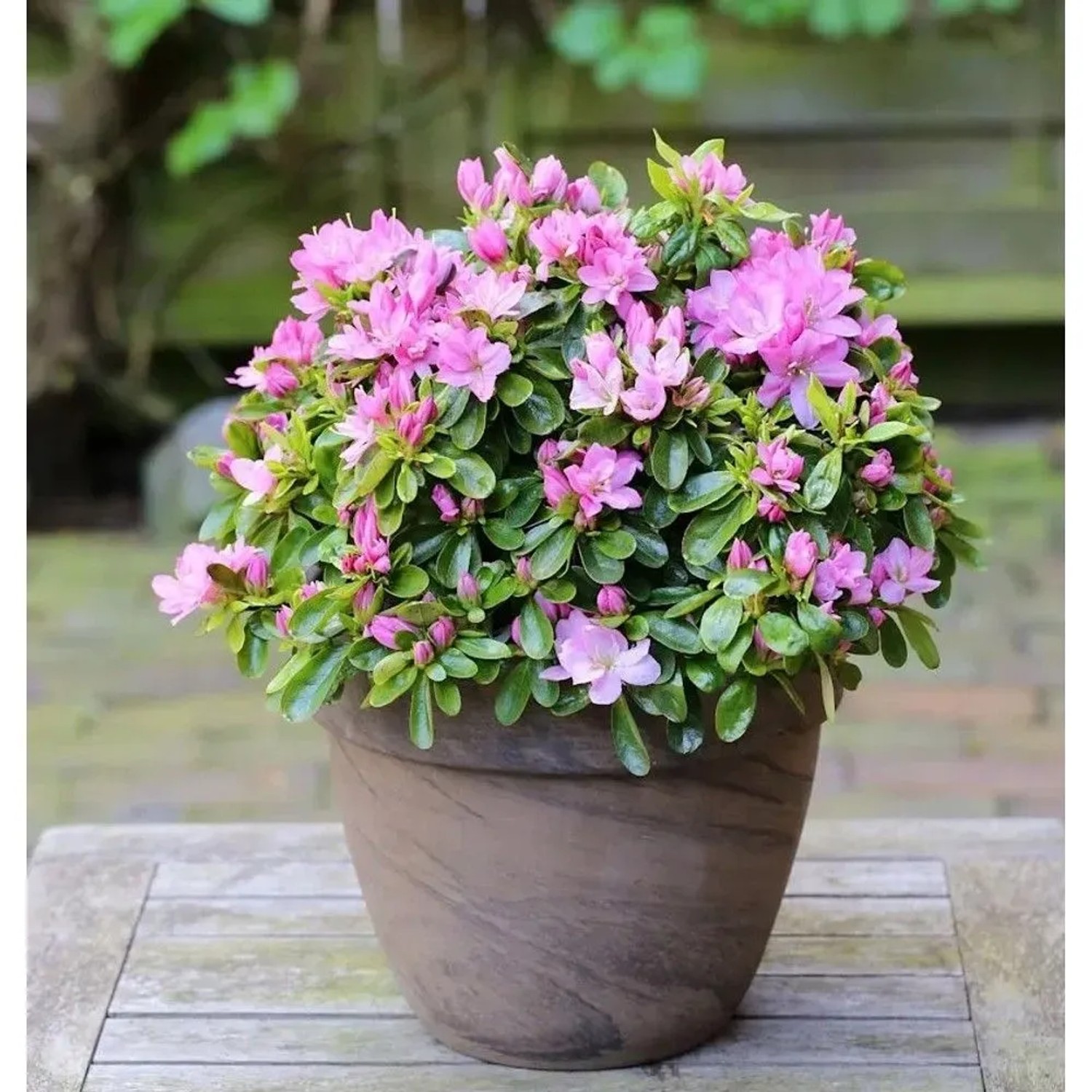 Japanische Azalee Negligee 25-30cm - Rhododendron obtusum - Zwerg Alpenrose