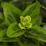Nahaufnahme des Euonymus Japonicus Aureomarginatus mit gelb-grünen Blättern.